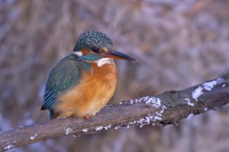 Common Kingfisher (Alcedo atthis) female, Bavaria, Germany