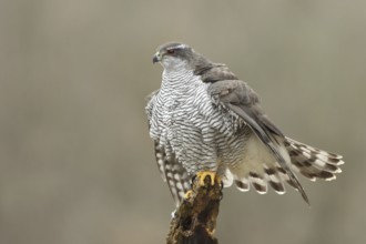 Northern Goshawk (Accipiter gentilis) female, Baden-Wuerttemberg, Germany