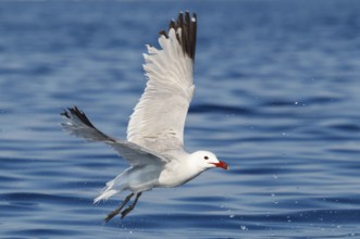 Audouin's Gull (Ichthyaetus audouinii) flying, Mallorca, Spain