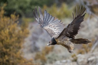 Bearded Vulture (Gypaetus barbatus) flying, Catalonia, Spain