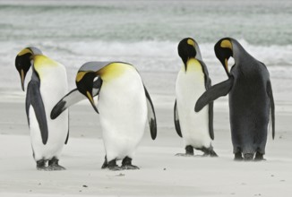 King Penguin (Aptenodytes patagonicus), Falkland Islands