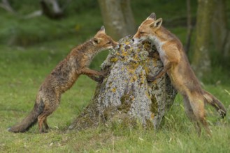 Red Fox (Vulpes vulpes) two young standing upright on tree trunk, Netherlands
