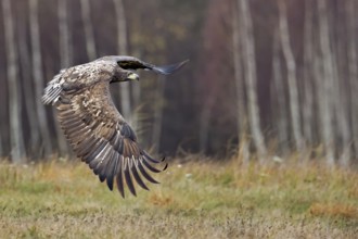 White-tailed Eagle (Haliaeetus albicilla) juvenile flying, Poland