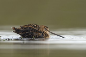 Watersnip, Snipe, Gallinago gallinago