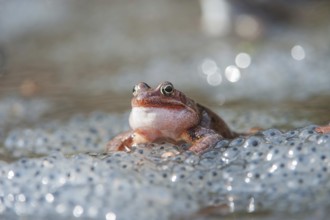 Rufendes Grasfroschmaencchen auf Froschlaichballen