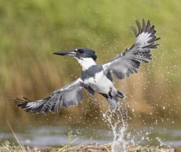 Belted Kingfisher (Megaceryle alcyon) male flying, Florida, USA