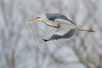 Grey Heron (Ardea cinerea) flying, Baden-Wuerttemberg, Germany