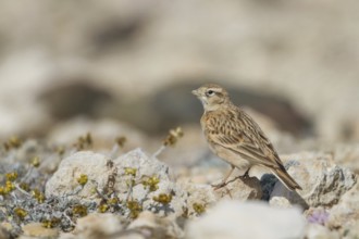 Greater Short-toed Lark (Calandrella brachydactyla), Cyprus