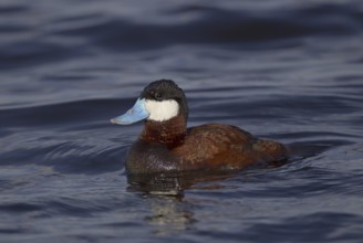 Ruddy Duck (Oxyura jamaicensis) male, Montana, USA