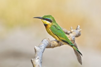 Little Bee-eater (Merops pusillus) perched on a branch, Chobe, Botswana