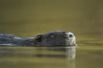 Nutria (Myocastor coypus) adult portrait swimming, North Rhine-Westphalia, Germany