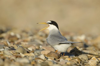 Little Tern (Sternula albifrons), Schleswig-Holstein, Germany