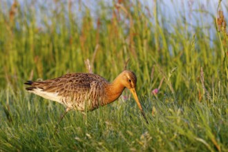 Black-tailed Godwit (Limosa limosa), Netherlands