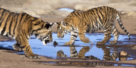 Bengal Tiger (Panthera tigris) immature drinking in waterhole, captive, Philippolis, South Africa