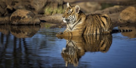 Bengal Tiger (Panthera tigris) immature bathing in waterhole, captive, Philippolis, South Africa