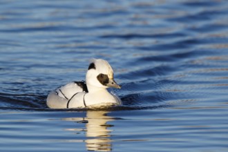 Smew (Mergellus albellus) male, Netherlands
