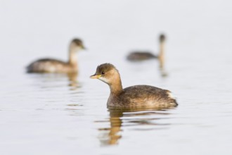 Little Grebe (Tachybaptus ruficollis), swimming on marsh, Castilla la Mancha, Spain