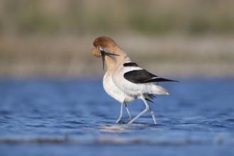 American Avocets : Bowdoin NWR : Malta, MT