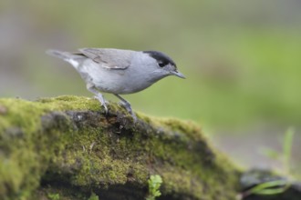 Eurasian Blackcap (Sylvia atricapilla) male, Netherlands