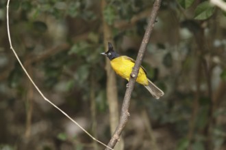 Black-crested Bulbul (Pycnonotus flaviventris), Kaeng Krachan, Thailand