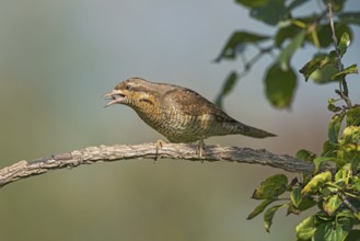 Eurasian Wryneck (Jynx torquilla) juvenile eating an ant, Aosta Valley, Italy