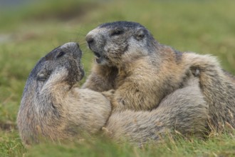Alpine Marmot (Marmota marmota) two adult playing and fighting, High Tauern National Park,