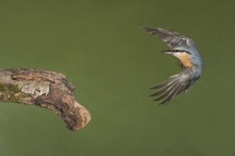 Eurasian Nuthatch (Sitta europaea) landing on a branch, Aosta Valley, Italy