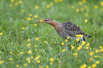 Black-tailed Godwit (Limosa limosa), Lower Saxony, Germany