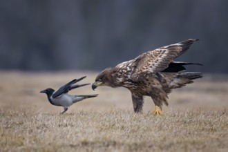 White-tailed Eagle & Hooded Crow (Haliaeetus albicilla & Corvus cornix), Poland