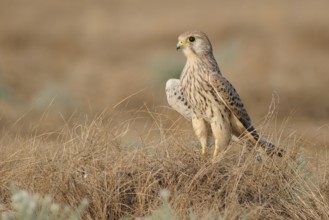 Common Kestrel (Falco tinnunculus), India