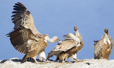 Griffon Vulture (Gyps fulvus), Mallorca, Spain