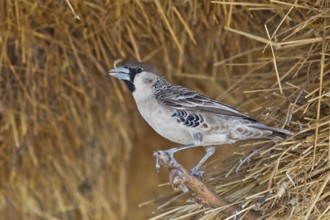 Sociable Weaver (Philetairus socius), Etosha, Namibia