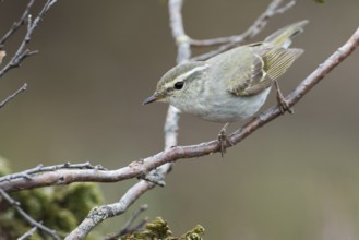 Yellow-browed Warbler - Gelbbrauen-Laubsänger - Phylloscopus inornatus, Russia (Ural)