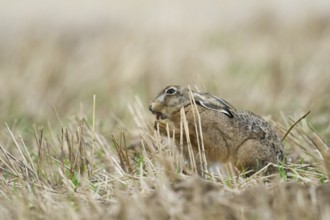 European Hare (Lepus europaeus) adult foraging in harvested field, North Rhine-Westphalia, Germany