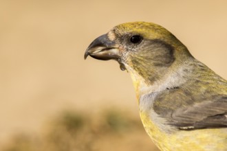 Red Crossbill (Loxia curvirostra) female, Aragon, Spain