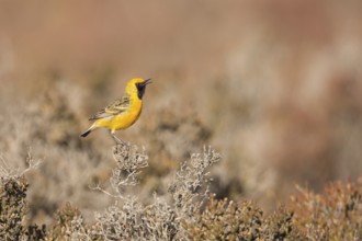 Orange Chat (Epthianura aurifrons) male singing in dry lakebed habitat, Western Australia,