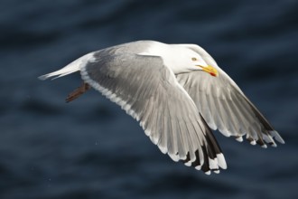 European Herring Gull (Larus argentatus) flying, Baltic Sea, Germany
