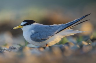 Little Tern (Sternula albifrons), Schleswig-Holstein, Germany