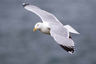 European Herring Gull (Larus argentatus) flying, Saltee Islands, Ireland