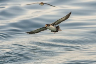 Yelkouan Shearwater (Puffinus yelkouan) flying, Tuscany, Italy
