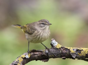A fall-plumage Palm Warbler, Setophaga palmarum, in Saskatoon, Saskatchewan, Canada
