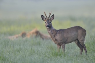 Western Roe Deer (Capreolus capreolus) buck in grassland, North Rhine-Westphalia, Germany