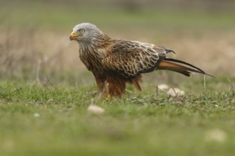 Red Kite (Milvus milvus), on field floor, Castile and Leon, Spain