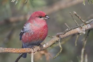 Pine Grosbeak - Hakengimpel - Pinicola enucleator, Finland, adult male