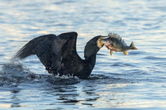 Kormoran mit erbeutetem FluÃŸbarsch