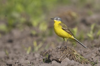 Blue-headed Wagtail - Wiesen-Schafstelze - Motacilla flava ssp. flava, Poland, adult male