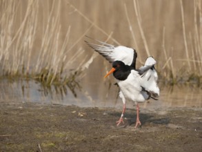 Eurasian Oystercatcher (Haematopus ostralegus) flapping wings, Schleswig-Holstein, Germany