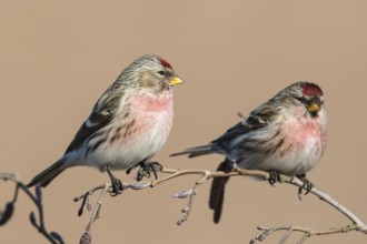 Common Redpoll (Acanthis flammea) male perched on a branch, Netherlands