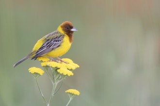 Red-headed Bunting - Braunkopfammer - Emberiza bruniceps, Kyrgyzstan, adult male