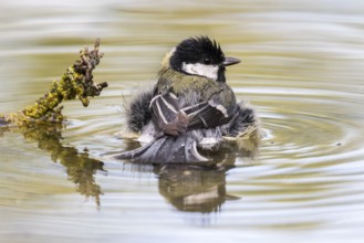 Great Tit (Parus major) bathing at a waterhole, Madrid, Spain